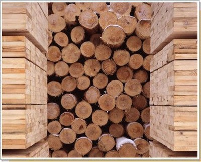 Принимаются заявки на творческую заготовку древесины в Петербурге